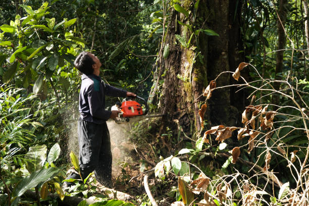 Emergency Storm Tree Removal in Issaquah, WA